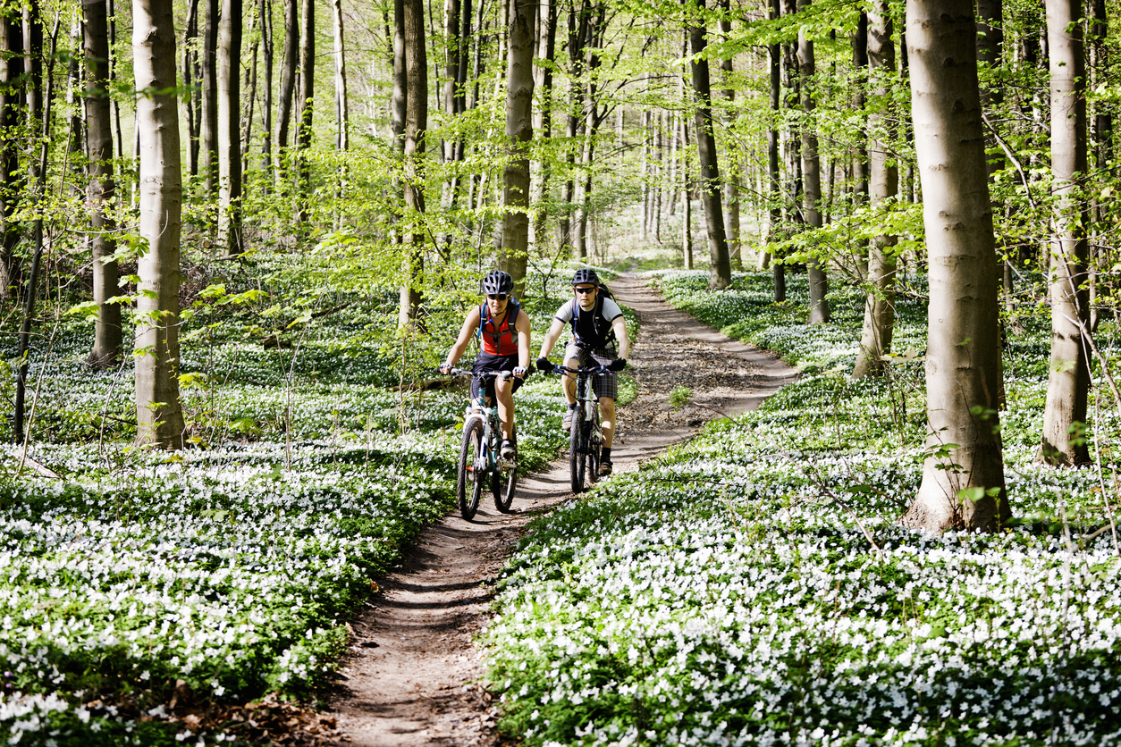 Två personer cyklar på en stig i skogen. 