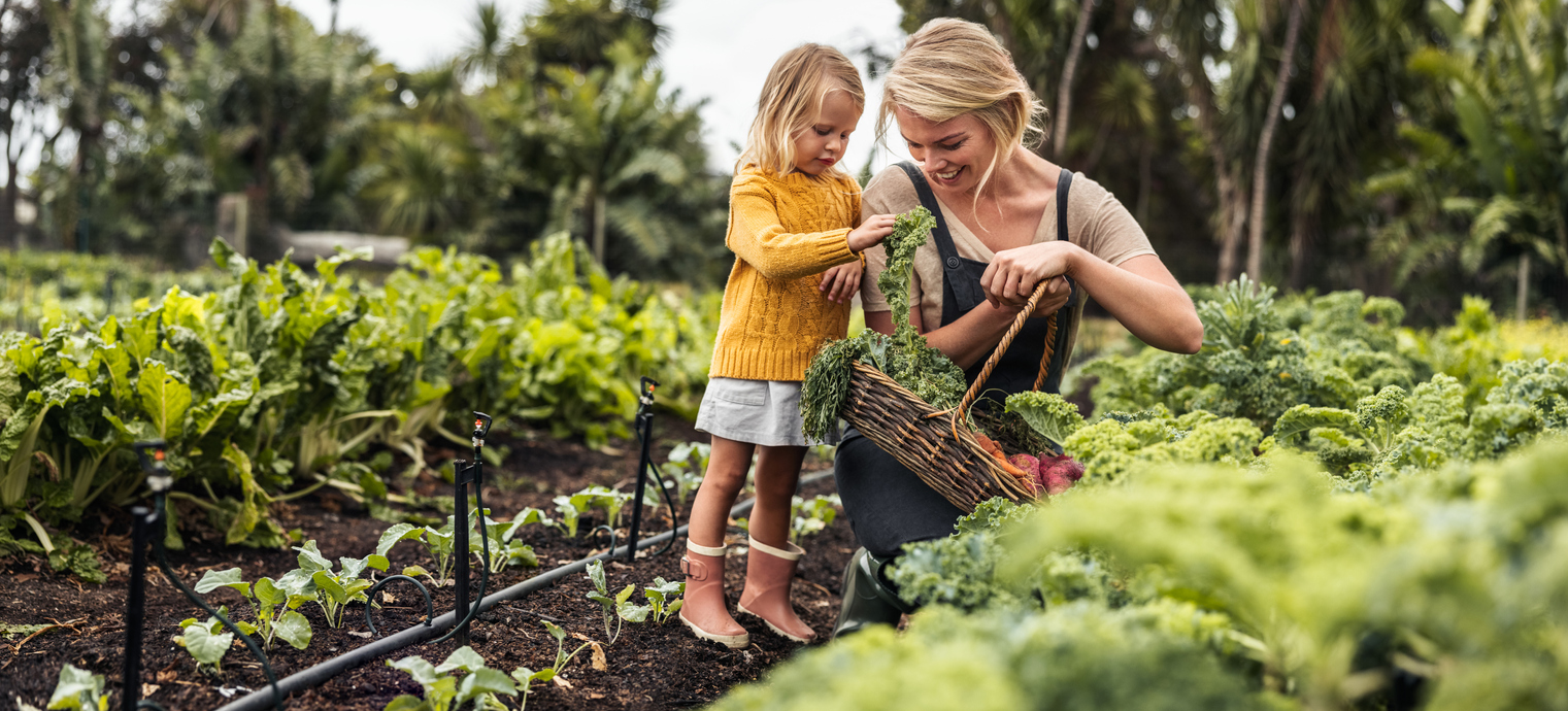 En kvinna och dotter plockar grönsaker i ett grönsaksland. 